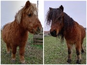 🌺Vico&galopin🌺's avatar