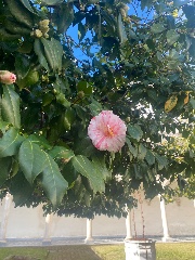 Lavostrasofi🎀's avatar