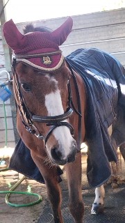 Horses🫶🏼's avatar