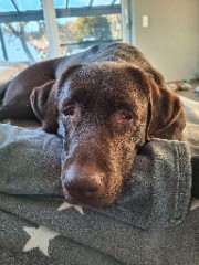 Cookie's Sister's avatar