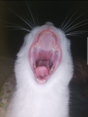 𝓛𝓪𝓪_𝓶𝓪𝓻𝔂💍🩵['s avatar