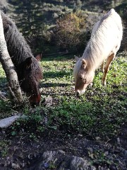 Maïwen🐴💖💞's avatar