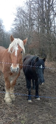 Etg et cheval/Lola😍's avatar