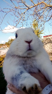 ♡Nos vies d’animaux♡'s avatar