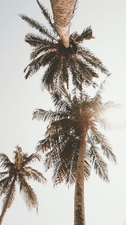 🇩🇿Algerienne🇩🇿's avatar