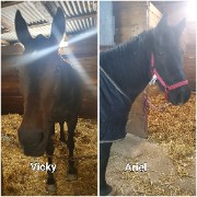 Duo Équestre 's avatar