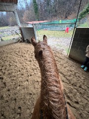 🎄Equestrian🎄's avatar