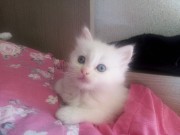 ginevra.guasconi@gmail.com's avatar