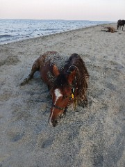 ✟𝔼𝕝𝕚𝕤𝕒𓂆's avatar