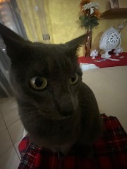 Mochieilmigliore's avatar