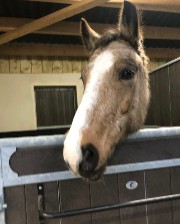 Eva 😌🐴❤️‍🔥's avatar