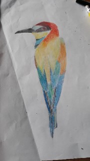 Salut les P'tits Piupiu 's avatar