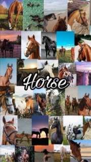 Horse lovers 's avatar