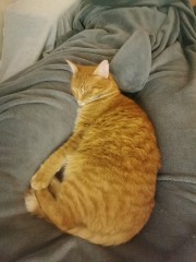 Helebis forever 's avatar