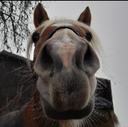 HeartHorse 's avatar