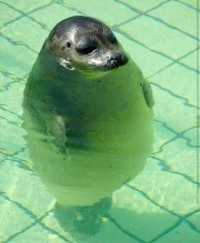 Cactus 🦭's avatar