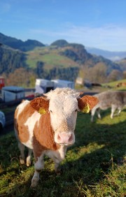 My farm live's avatar