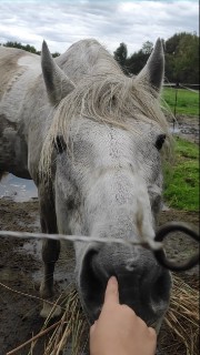 Ranch des Lamberts's avatar