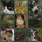 Luna🌸🌵🌺's avatar