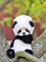 𝓘𝓵 𝓕𝓲𝓵𝓶 𝓘𝓭𝓮𝓪𝓵𝓮 🎥's avatar