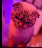 Lollllllissimo's avatar