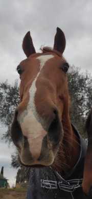 Biancathehorsesgirls 's avatar