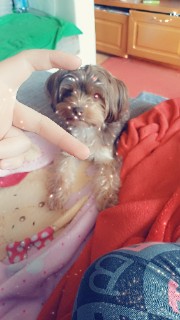 ✨️🐾Hundefreunde🐾✨️'s avatar