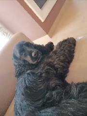 Giulia.Giannoni's avatar