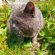 Cənub Pələngi🐆's avatar