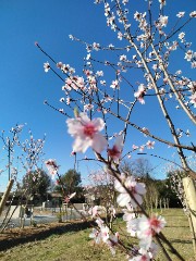 🌸Flowers 🌸🌵's avatar