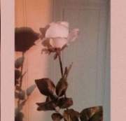 Becca’s life ✨'s avatar