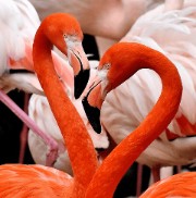 BirdyGirlꨄ🦩🌸's avatar