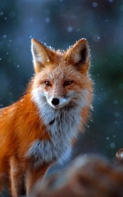 __Mymy_❤🦊💌's avatar