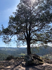 Thematchaboy's avatar