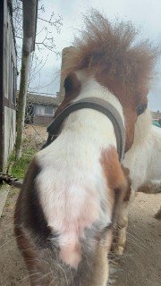 HeartsforJoki's avatar