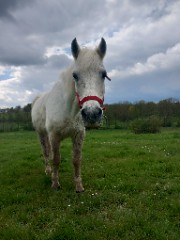 le_monde_des_poneys 's avatar