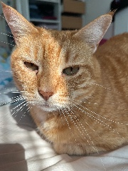 😼Le cerisier japonais's avatar