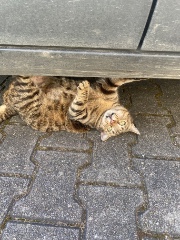 HH usw user pets_#%#'s avatar