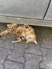 HH User-PetsLXC's avatar