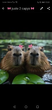 🎀 juste 2 capys 🎀's avatar