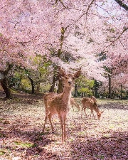 Anonimiesponsorrr's avatar