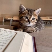 Qədirli Asya's avatar