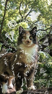 febo🍃🌲🐦‍🔥🔥's avatar