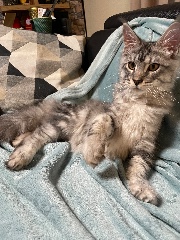 Vali– Verteidiger's avatar