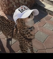 Petite Feuille 's avatar