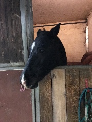 Livia💕🐴's avatar