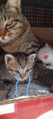 Nome utente 's avatar