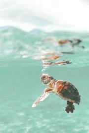 Cherry 🍒's avatar