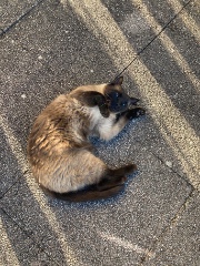 🍃🌫️Lgdc🐾🐈‍⬛'s avatar