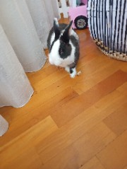 Totta 🩷🖤's avatar